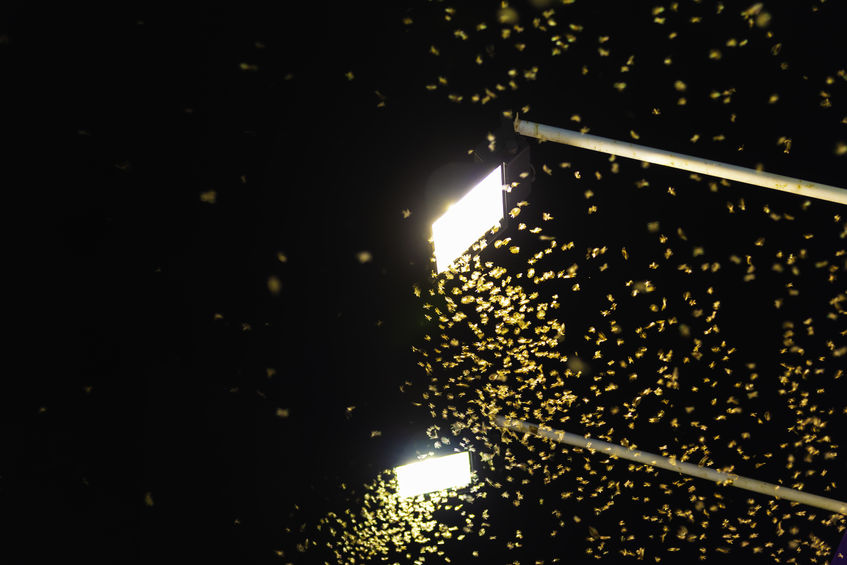 Bugs swarm to light at night